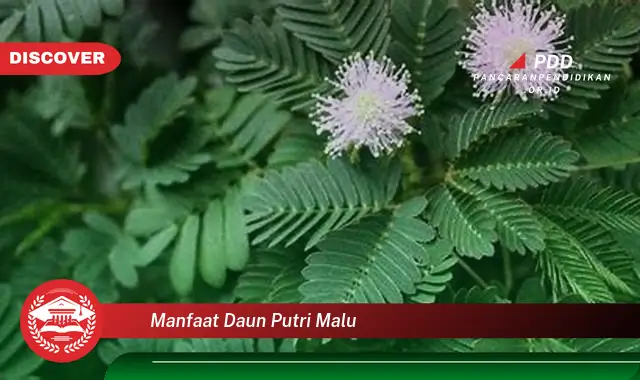 manfaat daun putri malu