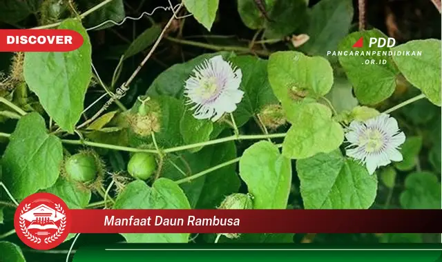 manfaat daun rambusa