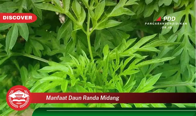 manfaat daun randa midang