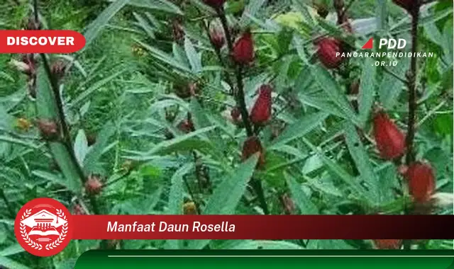 manfaat daun rosella