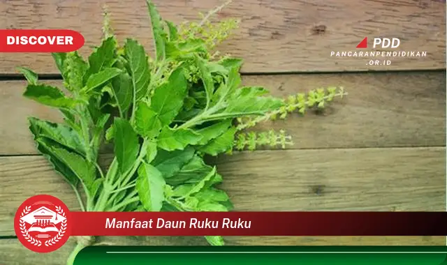 manfaat daun ruku ruku