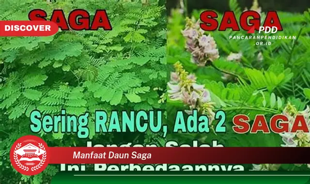 manfaat daun saga