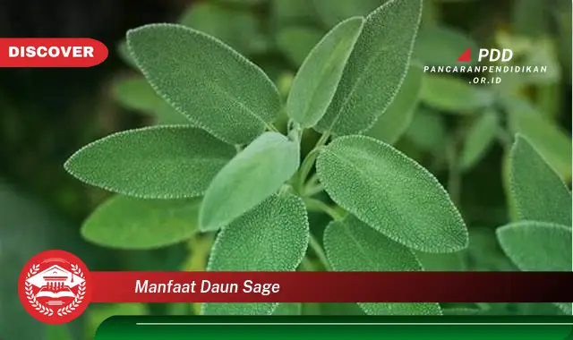 manfaat daun sage