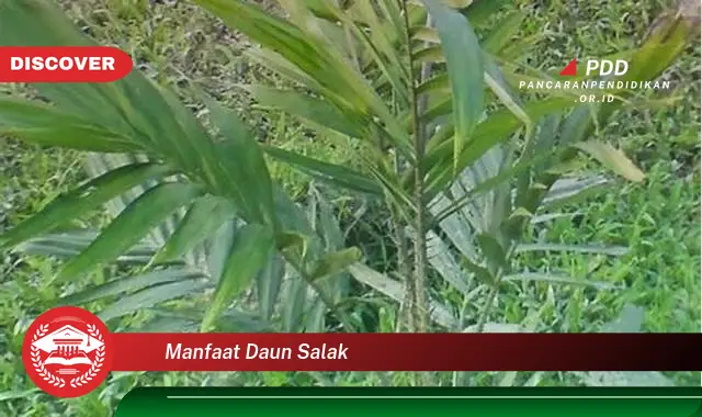 manfaat daun salak