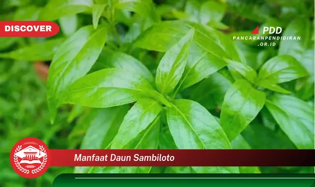 manfaat daun sambiloto