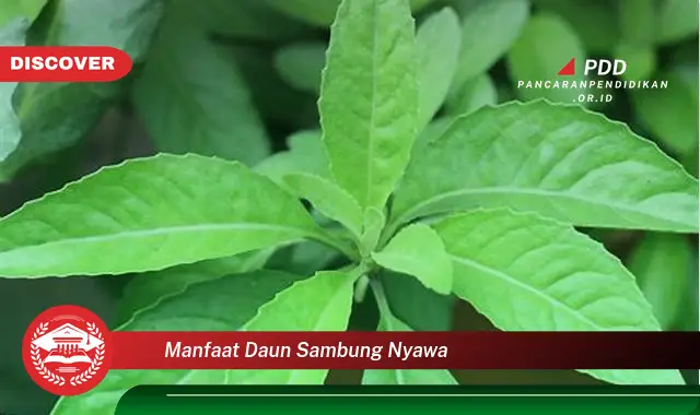 manfaat daun sambung nyawa