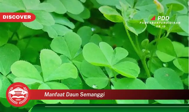 manfaat daun semanggi