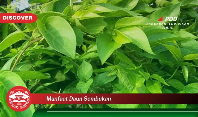 manfaat daun sembukan