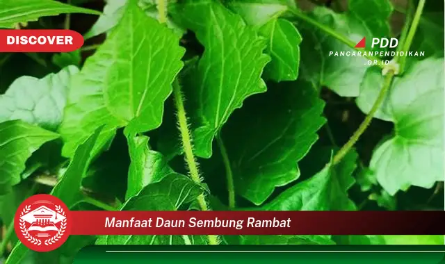 manfaat daun sembung rambat