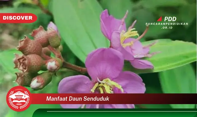 manfaat daun senduduk