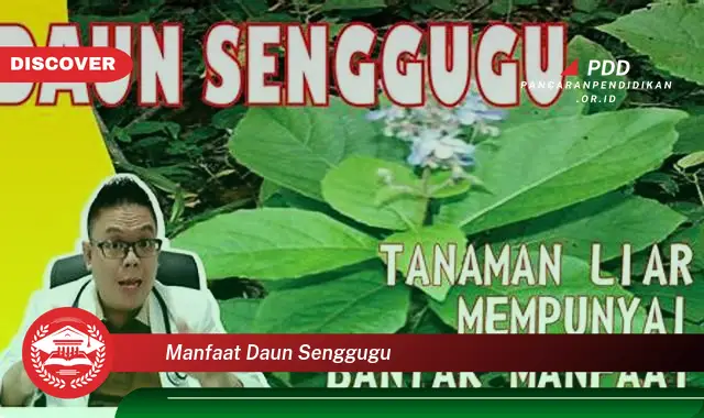 manfaat daun senggugu