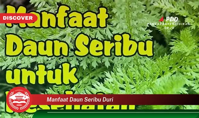 manfaat daun seribu duri