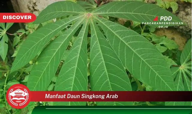 manfaat daun singkong arab