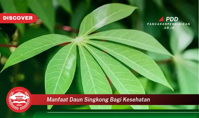 manfaat daun singkong bagi kesehatan