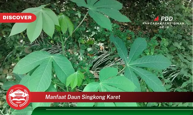 manfaat daun singkong karet