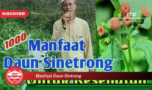 manfaat daun sintrong