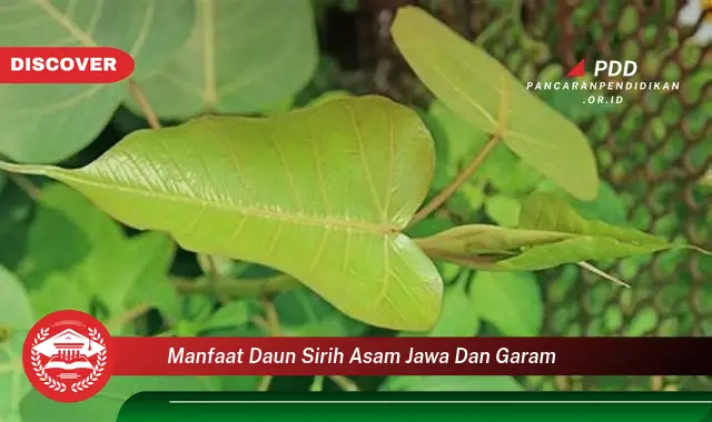 manfaat daun sirih asam jawa dan garam