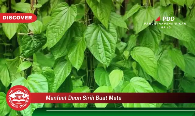 manfaat daun sirih buat mata