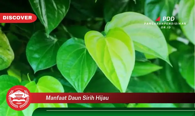 manfaat daun sirih hijau