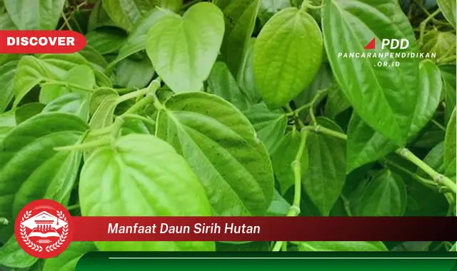 manfaat daun sirih hutan