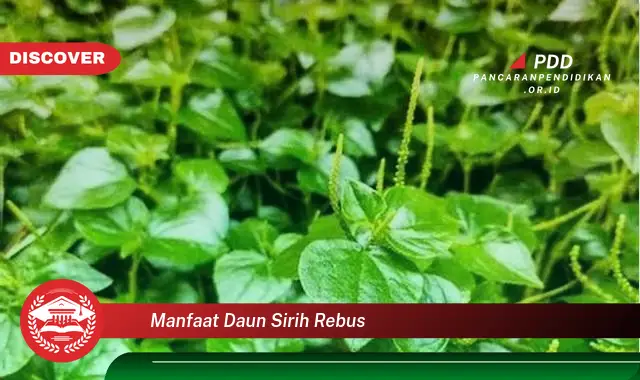 manfaat daun sirih rebus