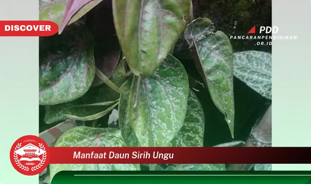 manfaat daun sirih ungu