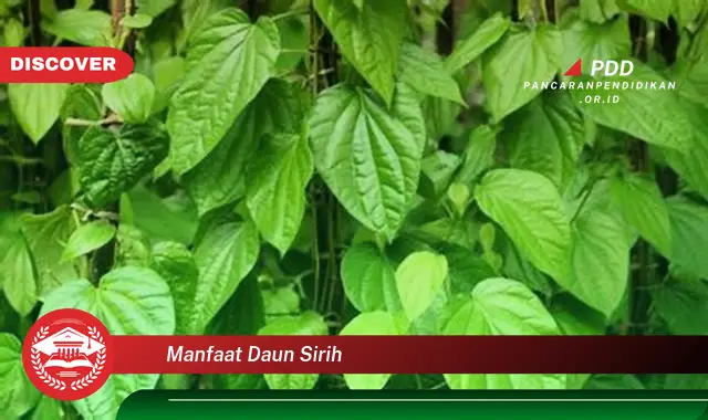 manfaat daun sirih