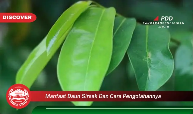 manfaat daun sirsak dan cara pengolahannya