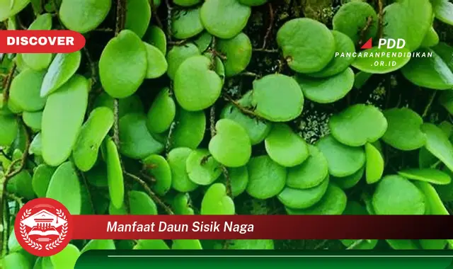 manfaat daun sisik naga