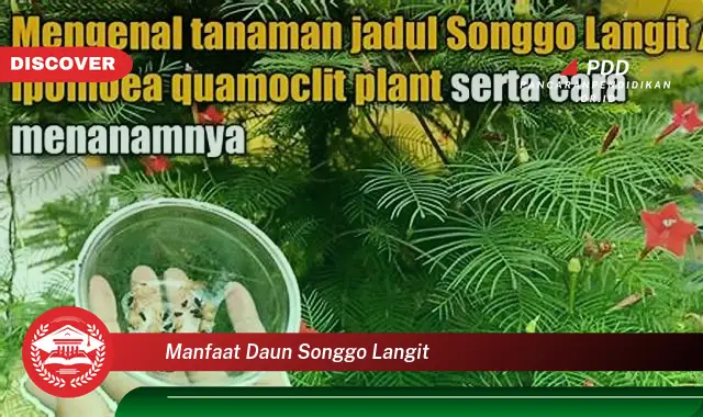 manfaat daun songgo langit