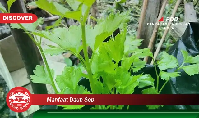 manfaat daun sop