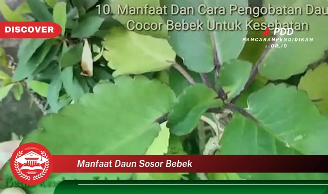 manfaat daun sosor bebek