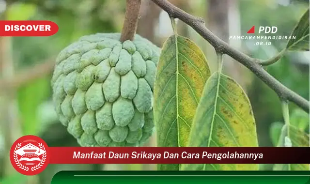 manfaat daun srikaya dan cara pengolahannya