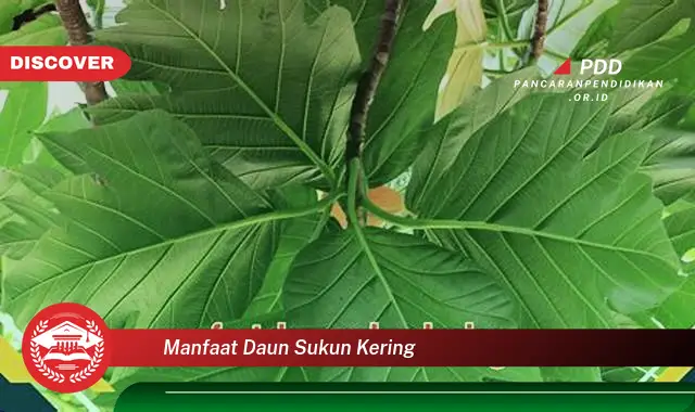 Banyak yang Belum Tau, Ini Dia 30 Manfaat Daun Sukun Kering yang Jarang Diketahui