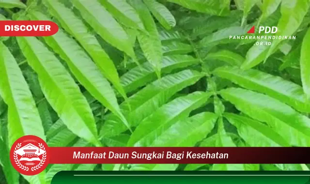 manfaat daun sungkai bagi kesehatan