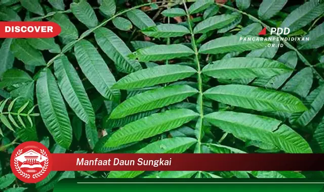 manfaat daun sungkai