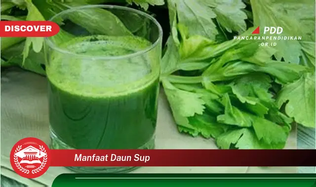 manfaat daun sup