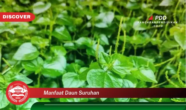 manfaat daun suruhan