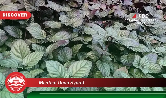 manfaat daun syaraf