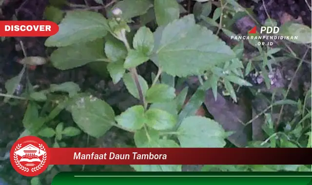 manfaat daun tambora