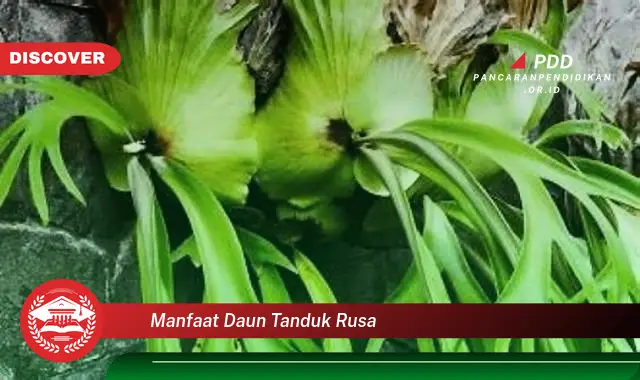 manfaat daun tanduk rusa