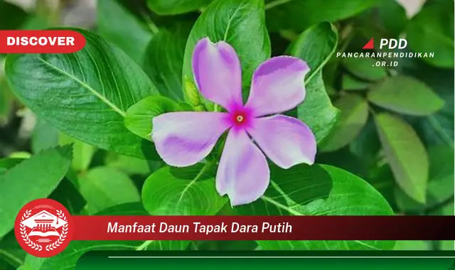 manfaat daun tapak dara putih