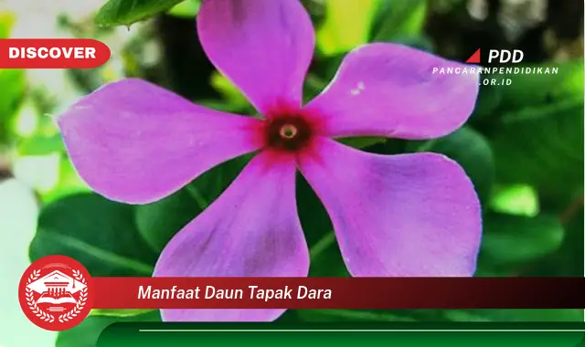 manfaat daun tapak dara