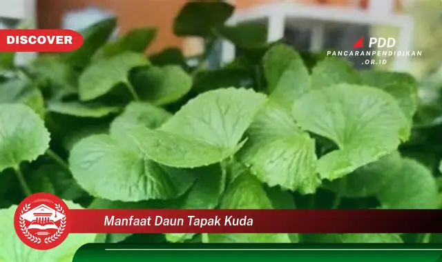 manfaat daun tapak kuda