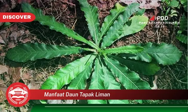 manfaat daun tapak liman