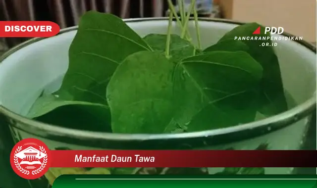 manfaat daun tawa