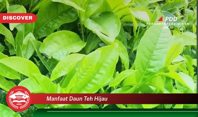 manfaat daun teh hijau