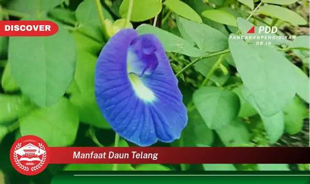manfaat daun telang