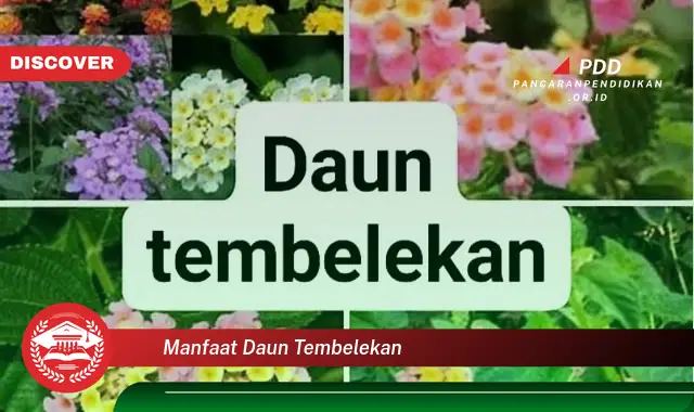 manfaat daun tembelekan