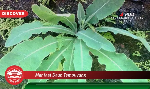 manfaat daun tempuyung